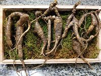 American Fresh Wild Ginseng Appalachian Mountain PANAX 100% Natural Organic Fresh Wild Ginseng Root 90g Pack (0.2 LBS, 50~60 Years Old,) King of Saponin!
