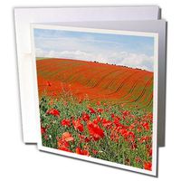 3dRose Poppies - Greeting Cards, 6 x 6 inches, set of 12 (gc_3143_2)