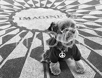 Hi-Look Microfiber Cleaning Cloth, dog design - Imagine