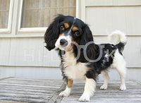 Hi-Look Microfiber Cleaning Cloth - stella