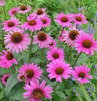 Echinacea Purpurea Root, Powder. - Wild Crafted - Echinacea purpurea (454g = One Pound) Brand: Herbies Herbs