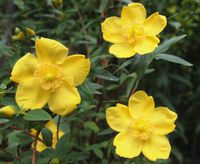 ST.John's Wort Hypericum Cerastoides - 100 Bulk Seeds