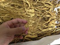500 Grams (1.1 lb) Dry Transplant Wild Ginseng Root 10-15 Years Relative Integrity