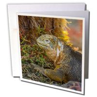 3dRose Ecuador, Galapagos National Park. Profile of Land Iguana. - Greeting Card, 6" x 6", Single (gc_228795_5)