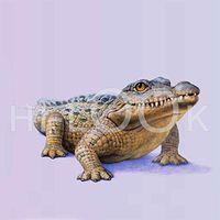 Hi-Look Microfiber Cleaning Cloth - Baby Crocodile