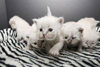 Hi-Look Microfiber Cleaning Cloth - siberian kittens