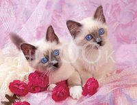 Hi-Look Microfiber Cleaning Cloth, cat design - Blue Brimans