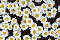 Roman Chamomile Essential Oil by Fialka Healthy Beauty