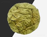 globalproductsofindianorigin set of 50 peepal tree leaf plate pattal dona bowl disposable compostable ecofriendly 11 inch around all occasion indoor outdoor birthday party house wedding langar picnic