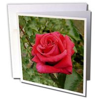 3dRose Red HT Rose - Greeting Cards, 6 x 6 inches, set of 12 (gc_716_2)