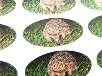 Minilabel Pack Of 30 , Hedgehog Seals , 51X25mm Oval Seal Labels, Stickers For Gift Wrapping, Presents, Envelopes, Bags Or Cards