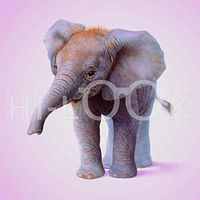 Hi-Look Microfiber Cleaning Cloth - Elephant Calf