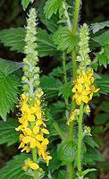10 AGRIMONIA eupatoria Seeds (Common Agrimony) tea herb,honey-bee food