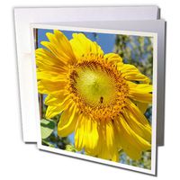 3dRose Sunflower Large Flowers Flower Photography Greeting Cards, 6" x 6", Set of 6 (gc_30839_1)