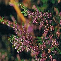 Dr Bach Heather Bach Flower Remedy 10ml