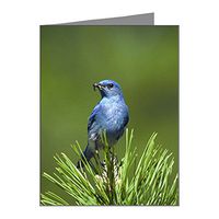 Note Cards (20 Pack) Blue Bird on an Evergreen