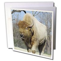 3dRose Set of 12 Greeting Cards, American Bison (gc_50410_2)