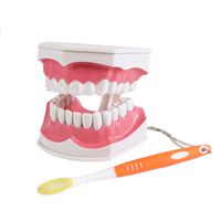 Dental Teaching Study Brushing Model with Toothbrush, Large & Removable Lower Teeth
