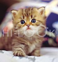 Hi-Look Microfiber Cleaning Cloth, cat design - Persian