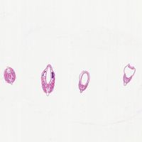 Amphioxus Composite, c.s. 7 m, H&E Microscope Slide