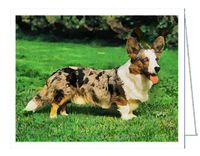 Cardigan Welsh Corgi - Corky - Set of 6 with Envelopes