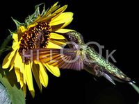 Hi-Look Microfiber Cleaning Cloth, bird design - Ruby-throated Hummingbird