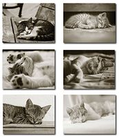 Sleeping Kitten Greeting Cards - Blank on the Inside - Includes Cards and Envelopes - 6 Unique Designs - 5.5"x4.25" (24 Pack)