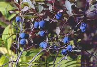 Bilberry Herbal Tea