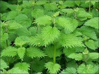 Nettle Leaf Cut&Sifted - Wildcrafted - Urtica dioica et urens (454g = One Pound) Brand: Herbies Herbs