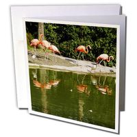 3dRose Flamingo Pink - Greeting Cards, 6 x 6 inches, set of 12 (gc_7349_2)