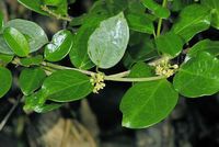 Gymnema Sylvestre Powder (25% Gymnemic Acid) 300 Grams. Natural Remedy for Sugar Control Called GURMARI