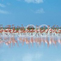 Hi-Look Microfiber Cleaning Cloth - Flamingos