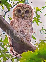 Hi-Look Microfiber Cleaning Cloth, bird design - Barred Owl