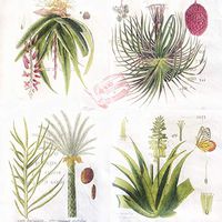 Guatemala Plants I, Paper Napkins, 20 Count