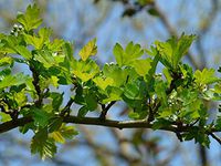 Home Comforts Bush Hawthorn Eingriffeliger Hawthorn Hardwood Vivid Imagery Laminated Poster Print 11 x 17