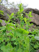 Hypericum Perforatum Perforate St John's-Wort Vivid Imagery Laminated Poster Print 24 x 36