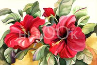 Hi-Look Microfiber Cleaning Cloth - Red Hibiscus