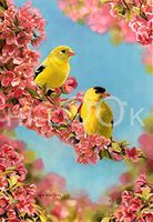 Hi-Look Microfiber Cleaning Cloth - Goldfinch Quartet