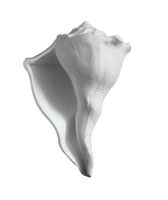 Indianstore4All Certified Dakshinavarti Non Blowble Shankh 3 Inch