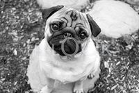 Hi-Look Microfiber Cleaning Cloth - gary