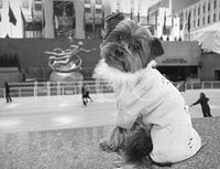 Hi-Look Microfiber Cleaning Cloth, dog design - Schmitty and Statue of Liberty