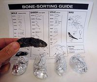 Jumbo Owl Pellets, Pack of 5, with Bone Sorting Sheet