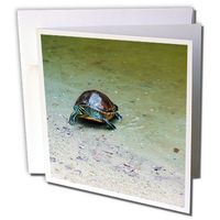 3dRose Tommy Turtle - Greeting Cards, 6 x 6 inches, set of 12 (gc_17925_2)