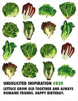 Quiplip UI536PCK Unsolicited Inspiration Birthday Lettuce, 6-pack