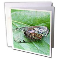 3dRose Cicada, bug, member of family cicadidae, insect - NA01 CSL0002 - Charles Sleicher - Greeting Cards, 6 x 6 inches, set of 6 (gc_83369_1)