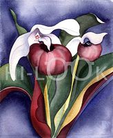 Hi-Look Microfiber Cleaning Cloth - Jewel Lady Slipper