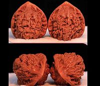 Weishu Boutique Natural wenwan Walnut Massage Walnut Handles Play Qilin Wen Cap Walnut Lion Head Walnuts Send Parents to Help The Blood Massage Handball Health Grip Ball 2