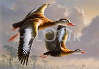 Hi-Look Microfiber Cleaning Cloth - Black bellied Whistling Ducks