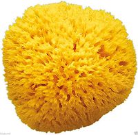 Natural Sea Sponge 5.5'' to 6'' = 14-15cm Large Greek KALYMNOS