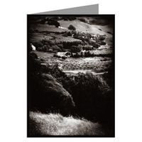 Hooke Photo Olive Grove Note Card Set